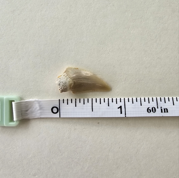 🦈 Shark Tooth - Picture 4 of 5